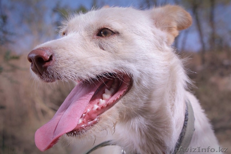 Девочка Бэлла из приюта "Хвостатый Рай" - Изображение #4, Объявление #1576206