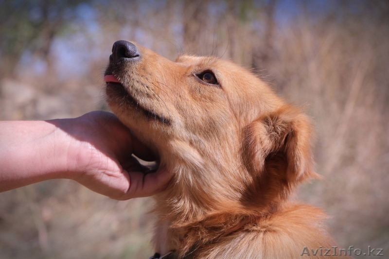 Собачка Люся из приюта Хвостатый Рай - Изображение #3, Объявление #1556867
