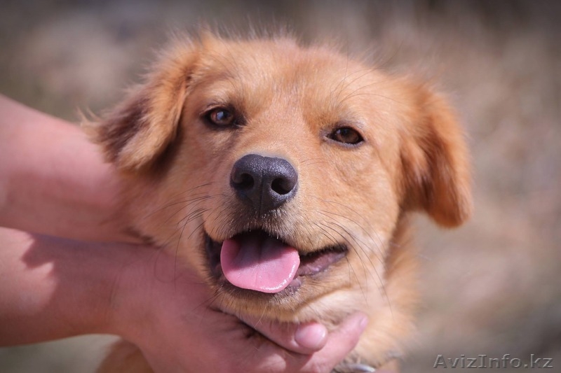 Собачка Люся из приюта Хвостатый Рай - Изображение #2, Объявление #1556867