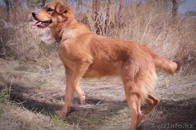 Собачка Люся из приюта Хвостатый Рай - Изображение #4, Объявление #1556867