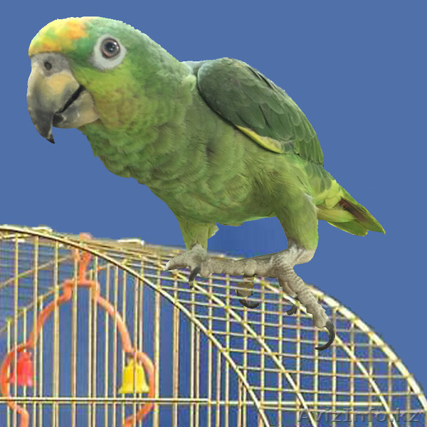 Продам попугаев и певчих птиц - Изображение #5, Объявление #1075111