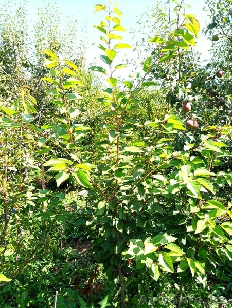 Черешни крупномеры плодоносящие деревья Алматы 8000тг. - Изображение #4, Объявление #775418