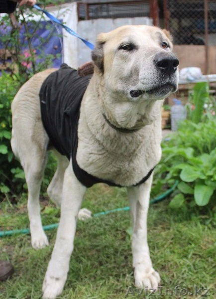 В поиске дома Тэрра .  - Изображение #2, Объявление #1586046