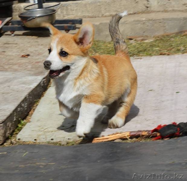 Nivas Joy - Изображение #1, Объявление #1588426