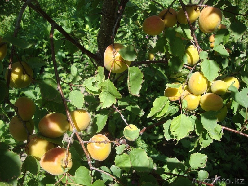 Абрикосы крупномеры плодоносящие деревья Алматы 8000 тг. - Изображение #3, Объявление #775415