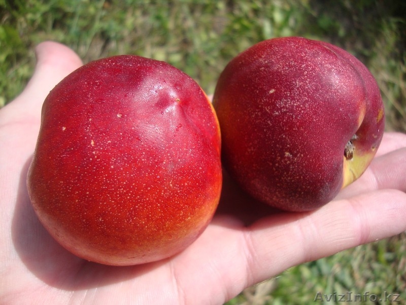 Персики крупномеры плодоносящие деревья Алматы 20000 тг. - Изображение #8, Объявление #1555342