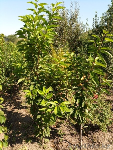 Черешни крупномеры плодоносящие деревья Алматы 8000тг. - Изображение #2, Объявление #775418