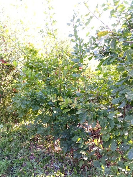 Берёзы деревья крупномеры Алматы от 6000 тг. - Изображение #3, Объявление #1555339