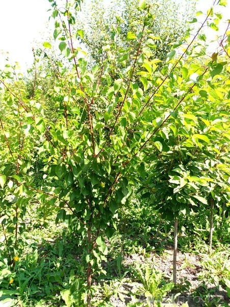 Абрикосы крупномеры плодоносящие деревья Алматы 8000 тг. - Изображение #4, Объявление #775415