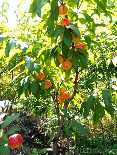 Персики крупномеры плодоносящие деревья Алматы 20000 тг. - Изображение #3, Объявление #1555342
