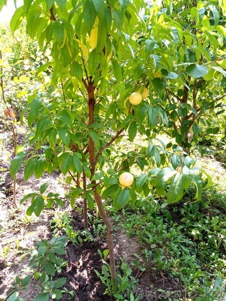 Персики крупномеры плодоносящие деревья Алматы 20000 тг. - Изображение #4, Объявление #1555342