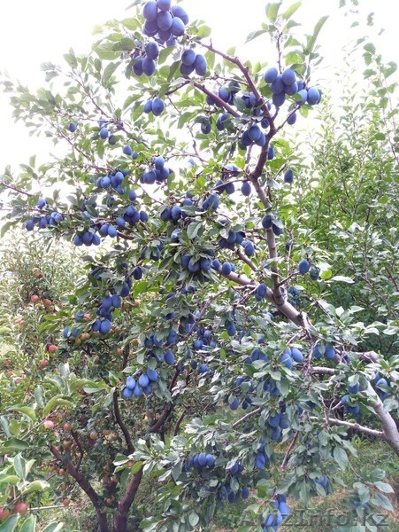 Сливы крупномеры плодоносящие деревья Алматы от 8000 тг. - Изображение #1, Объявление #775417