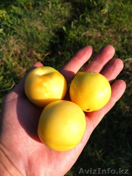 Персики крупномеры плодоносящие деревья Алматы 20000 тг. - Изображение #9, Объявление #1555342