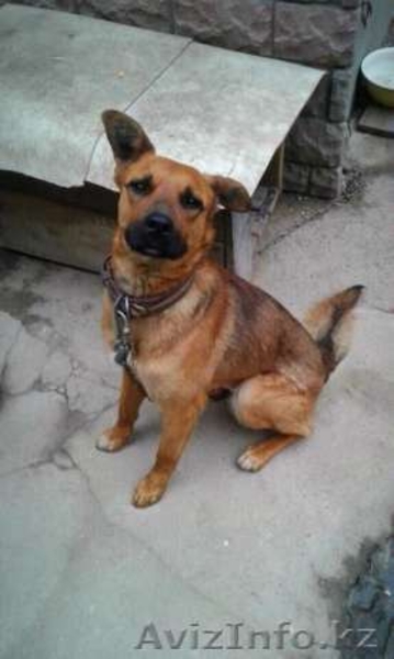 Хаген отдаётся в добрые руки.  - Изображение #4, Объявление #1586048