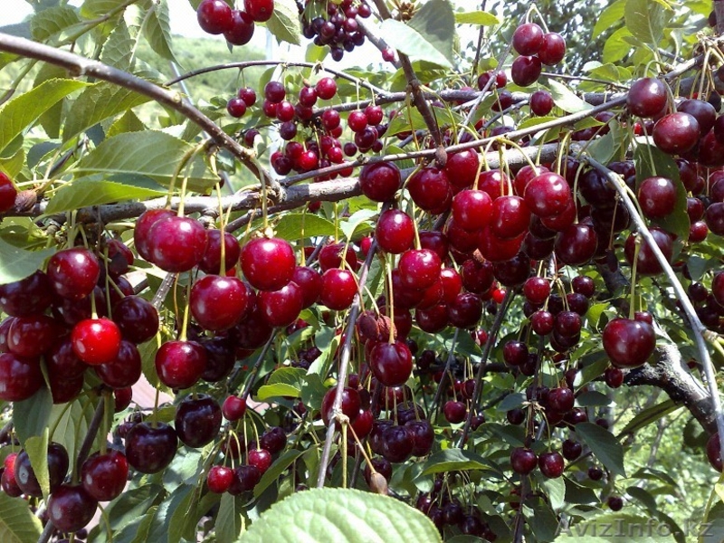 Черешни крупномеры плодоносящие деревья Алматы 8000тг. - Изображение #7, Объявление #775418