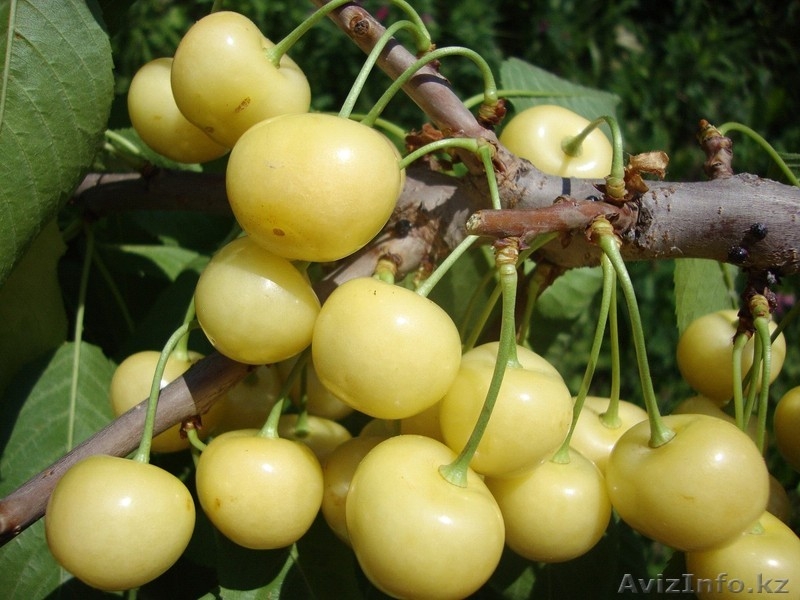 Черешни крупномеры плодоносящие деревья Алматы 8000тг. - Изображение #5, Объявление #775418