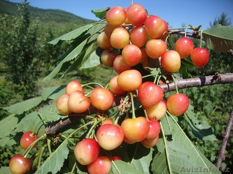 Черешни крупномеры плодоносящие деревья Алматы 8000тг. - Изображение #3, Объявление #775418