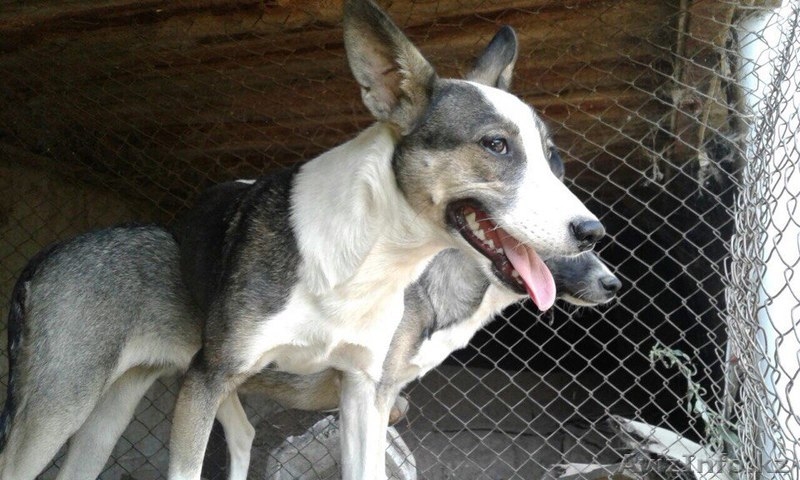 В поиске дома щенки.  - Изображение #3, Объявление #1586062