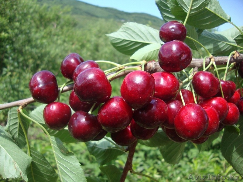 Черешни крупномеры плодоносящие деревья Алматы 8000тг. - Изображение #1, Объявление #775418