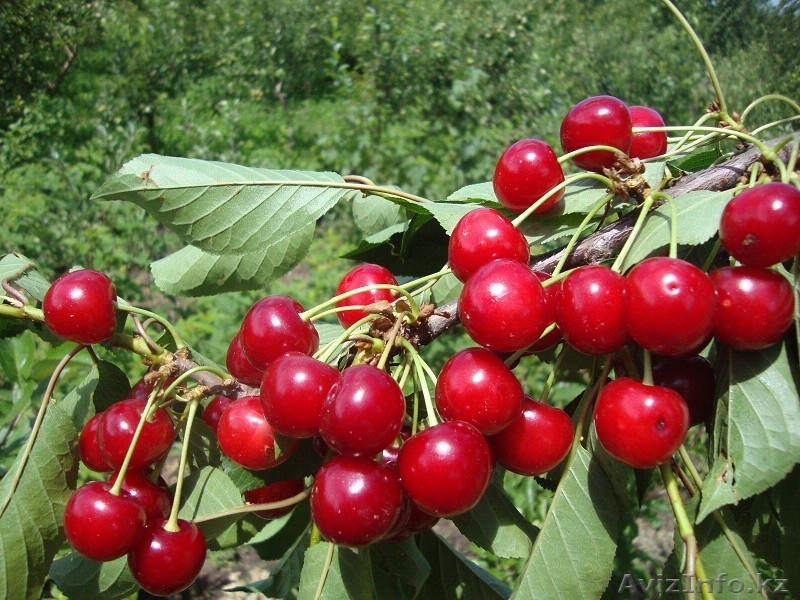 Черешни крупномеры плодоносящие деревья Алматы 8000тг. - Изображение #8, Объявление #775418