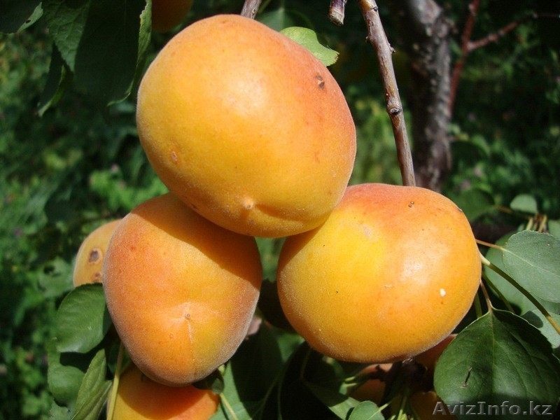 Абрикосы крупномеры плодоносящие деревья Алматы 8000 тг. - Изображение #6, Объявление #775415