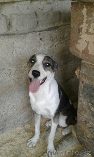 В поиске дома щенки.  - Изображение #1, Объявление #1586062