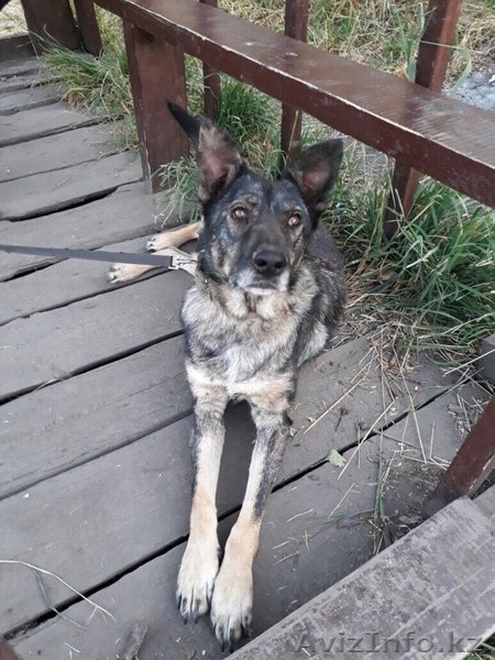 Виктория в поиске дома. - Изображение #1, Объявление #1586064