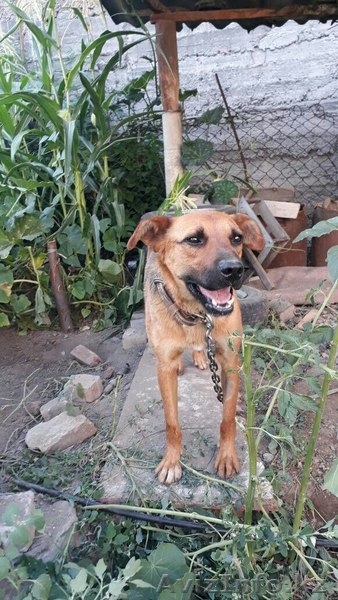 Хаген отдаётся в добрые руки.  - Изображение #2, Объявление #1586048