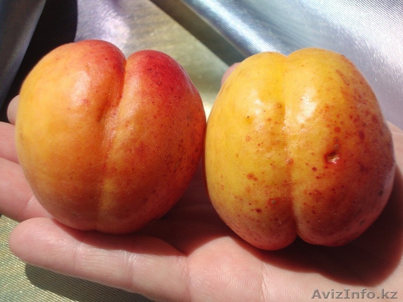 Абрикосы крупномеры плодоносящие деревья Алматы 8000 тг. - Изображение #7, Объявление #775415