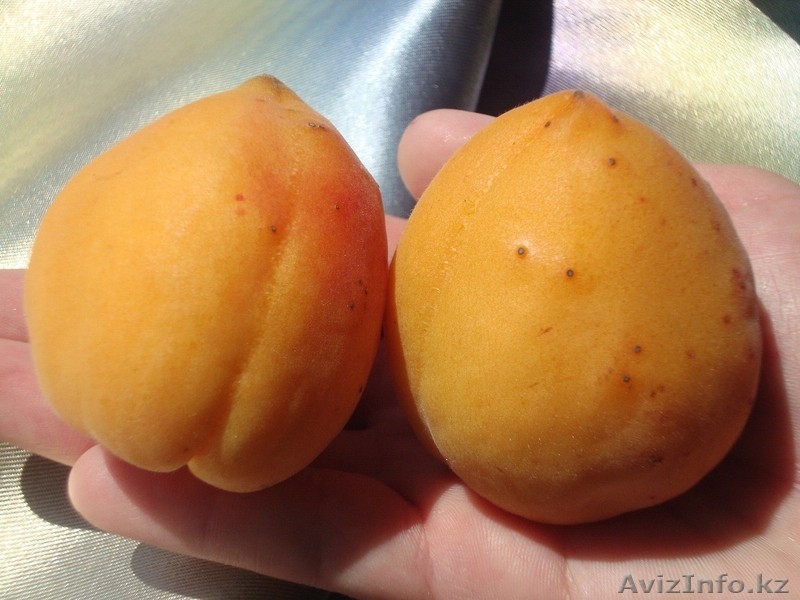 Абрикосы крупномеры плодоносящие деревья Алматы 8000 тг. - Изображение #8, Объявление #775415