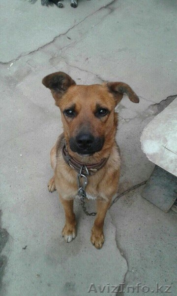 Хаген отдаётся в добрые руки.  - Изображение #1, Объявление #1586048