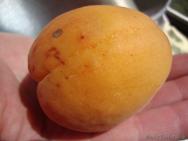 Абрикосы крупномеры плодоносящие деревья Алматы 8000 тг. - Изображение #9, Объявление #775415