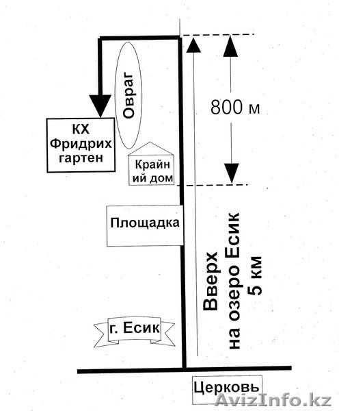 Абрикосы крупномеры плодоносящие деревья Алматы 8000 тг. - Изображение #10, Объявление #775415