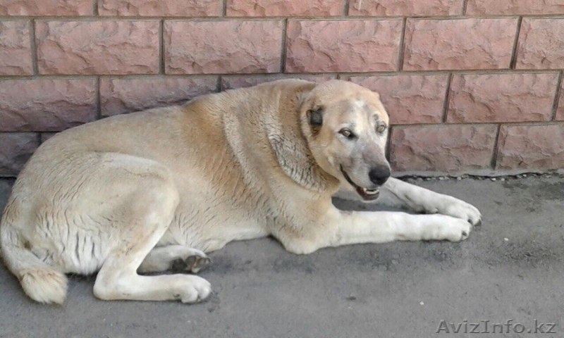 В поиске дома Тэрра .  - Изображение #3, Объявление #1586046