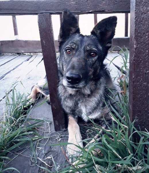 Виктория в поиске дома. - Изображение #3, Объявление #1586064