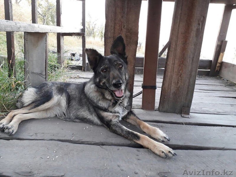 Виктория в поиске дома. - Изображение #2, Объявление #1586064