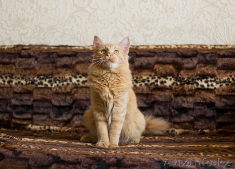 Замурчательнейшие малыши ищут самые ответственные, любящие семьи :) - Изображение #3, Объявление #1559249