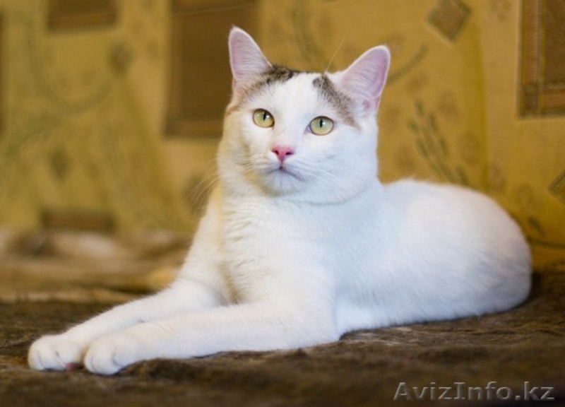 Милейший парнишка с розовым носиком ищет ответственную семью :)  - Изображение #3, Объявление #1517894