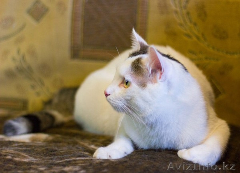 Милейший парнишка с розовым носиком ищет ответственную семью :)  - Изображение #1, Объявление #1517894