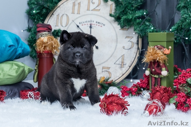 Щенки Американской Акиты в Алматы - Изображение #3, Объявление #1597887