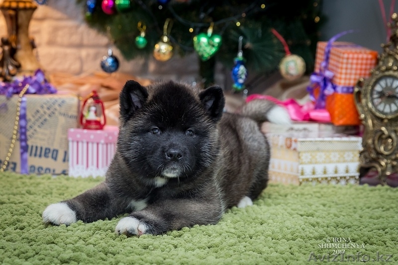 Щенки Американской Акиты в Алматы - Изображение #4, Объявление #1597887