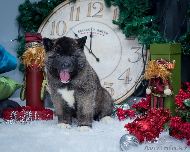 Щенки Американской Акиты в Алматы - Изображение #5, Объявление #1597887