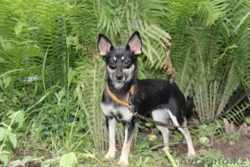 Нежная Мадамка ждет хозяев  - Изображение #1, Объявление #1599450