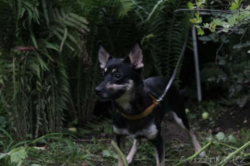 Нежная Мадамка ждет хозяев  - Изображение #2, Объявление #1599450