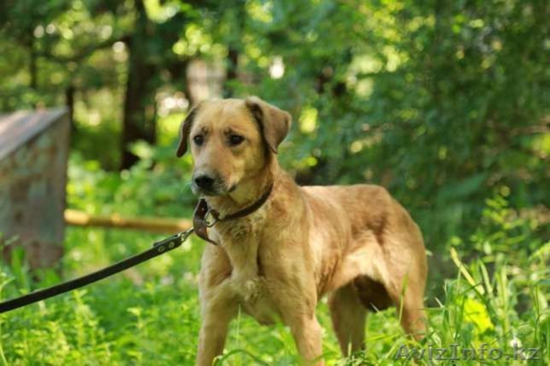 Лизе очень нужен дом  - Изображение #1, Объявление #1599459