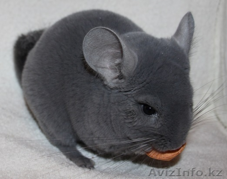 Шиншиллята различных окрасов - Изображение #3, Объявление #995606