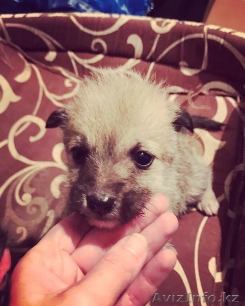 Ищем дом щенкам  - Изображение #3, Объявление #1599477