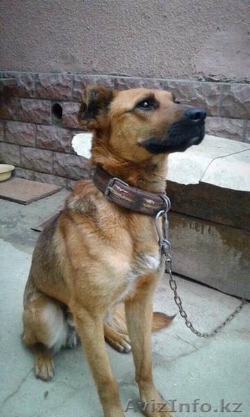 Хаген нужен дом  - Изображение #3, Объявление #1599078