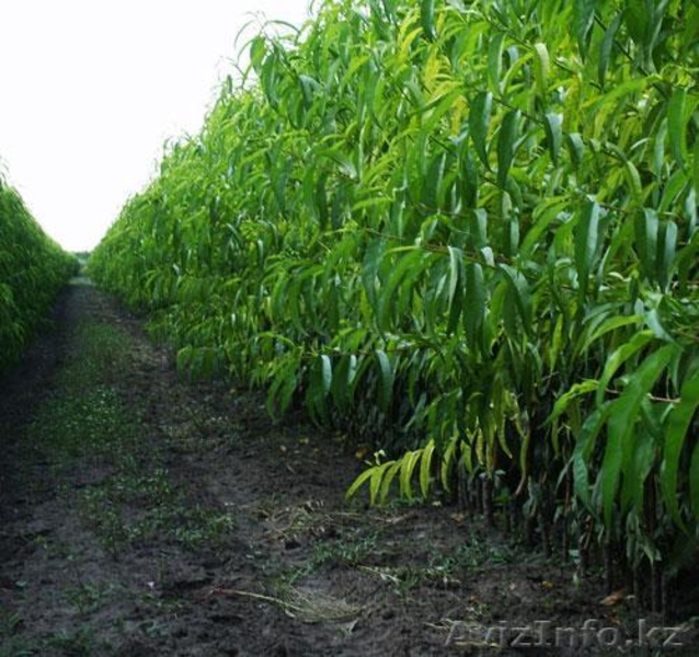 Фруктовые деревья Сербия - Изображение #3, Объявление #1597317