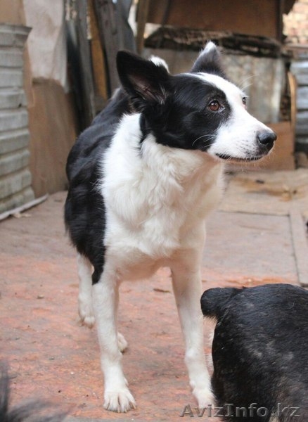 Рекс тоже надеется найти хозяев. - Изображение #2, Объявление #1599075